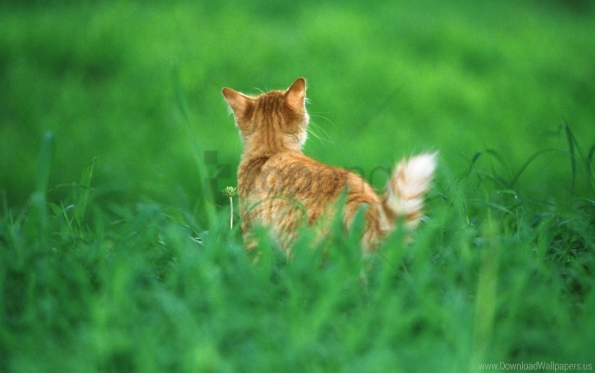 cat ginger grass tail wallpaper HighQuality PNG Isolated on Transparent Background