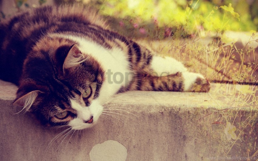 Cat Glare Grass Lying Striped Sunlight Wallpaper PNG Images With Alpha Channel Diverse Selection