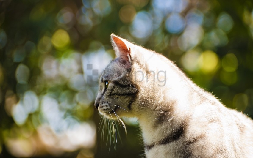 cat glare light pro wallpaper PNG images with alpha background