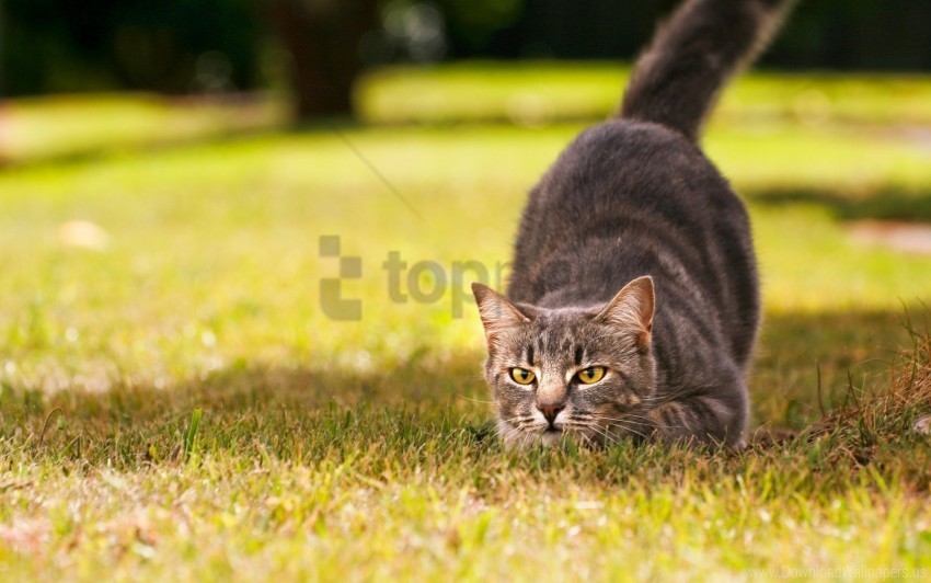 cat grass hunting jumping readiness wallpaper PNG high quality