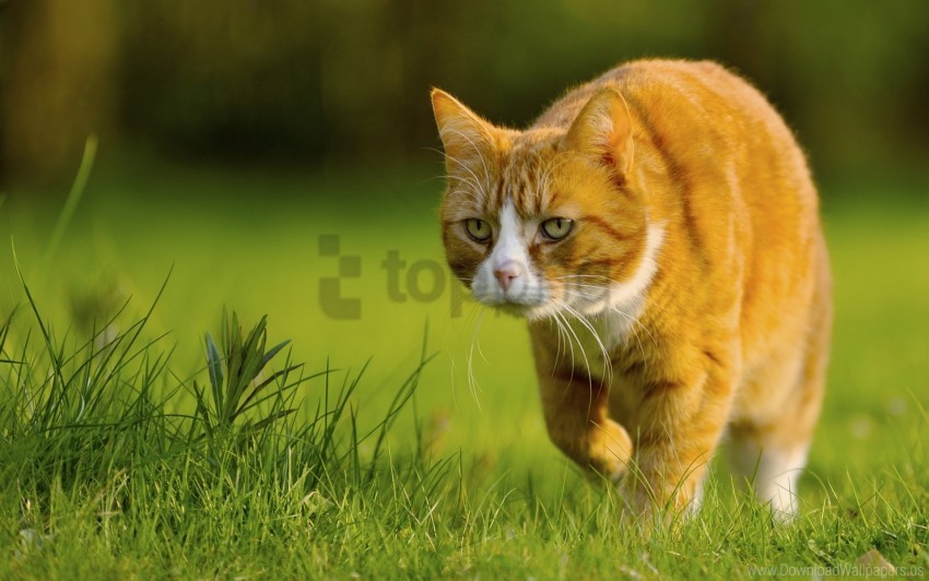 cat grass hunting walk wallpaper Clear pics PNG