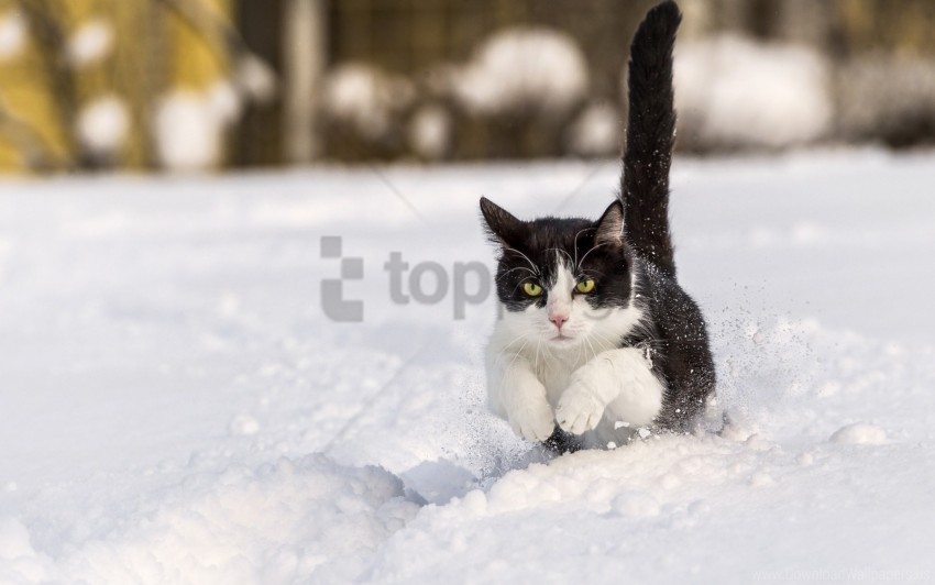 cat grass jump walk wallpaper Isolated Object on Transparent PNG