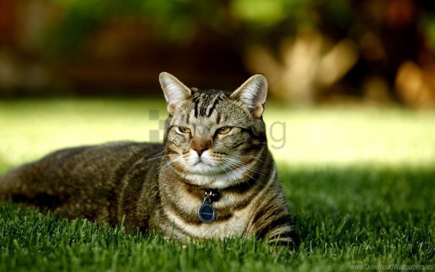 cat grass lie down striped wallpaper PNG transparent photos for design