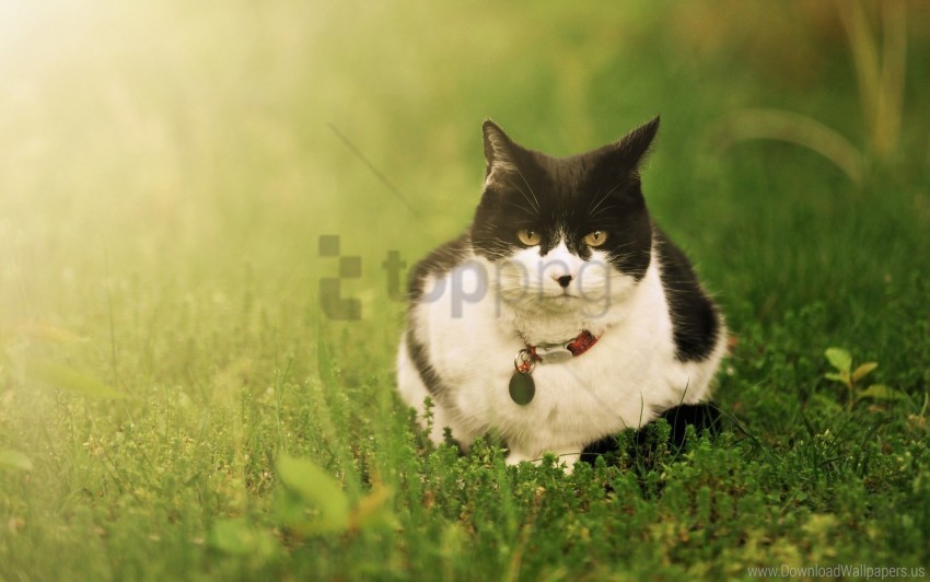 cat grass lie spotted wallpaper PNG images with no background essential