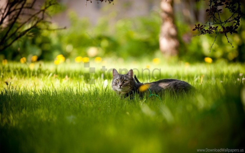 cat grass lie summer wallpaper Isolated Item in Transparent PNG Format