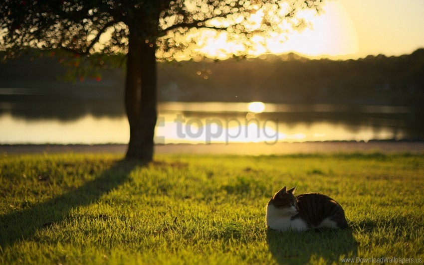 cat grass light river wallpaper Isolated Illustration with Clear Background PNG