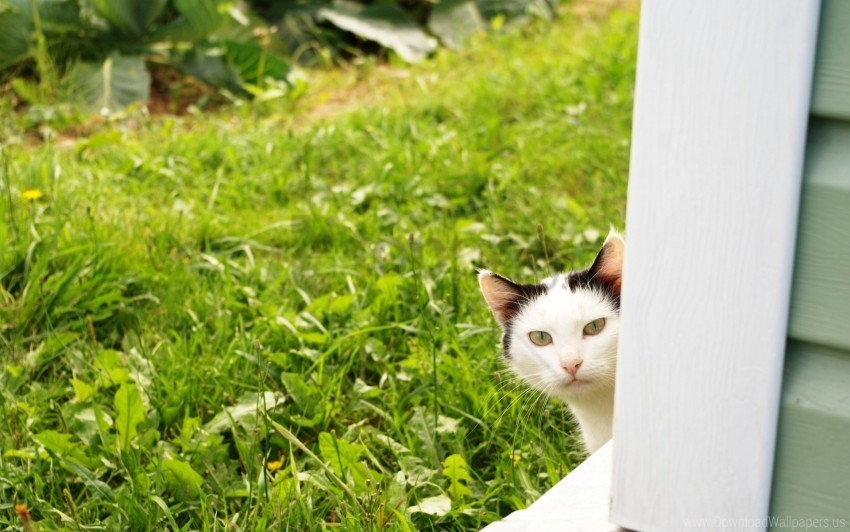 cat grass look out window wallpaper PNG Image Isolated with Clear Transparency