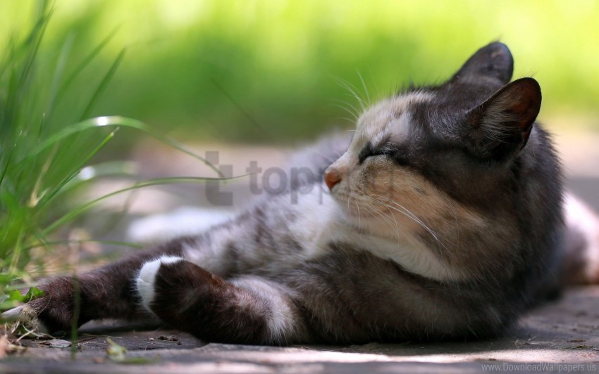 cat grass lying rest sleep wallpaper Clear Background PNG Isolated Subject