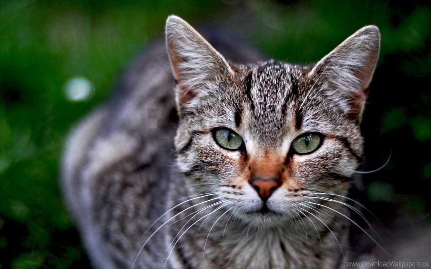 Cat Grass Muzzle Striped Wallpaper PNG Graphics With Transparency