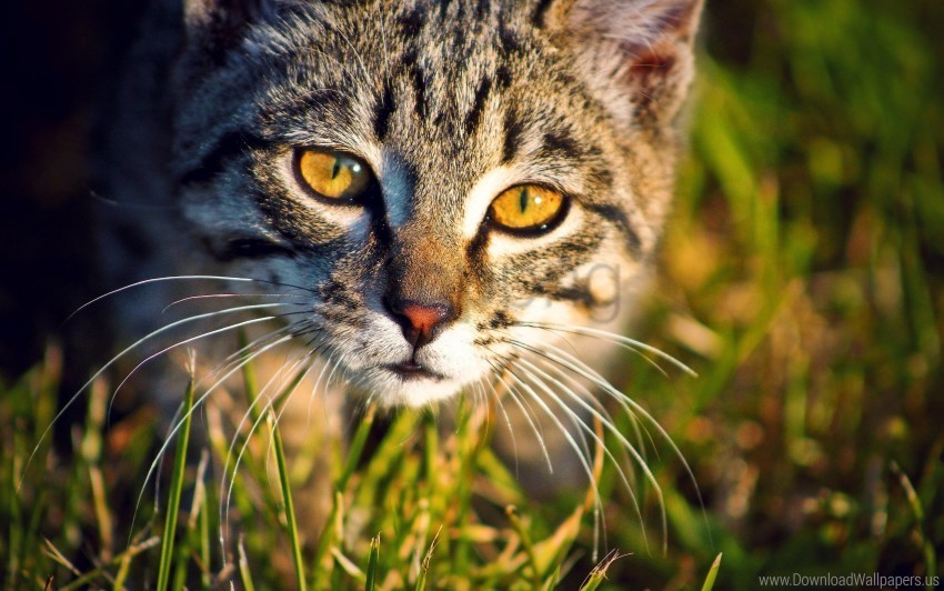 Cat Grass Muzzle Wallpaper Clean Background Isolated PNG Art