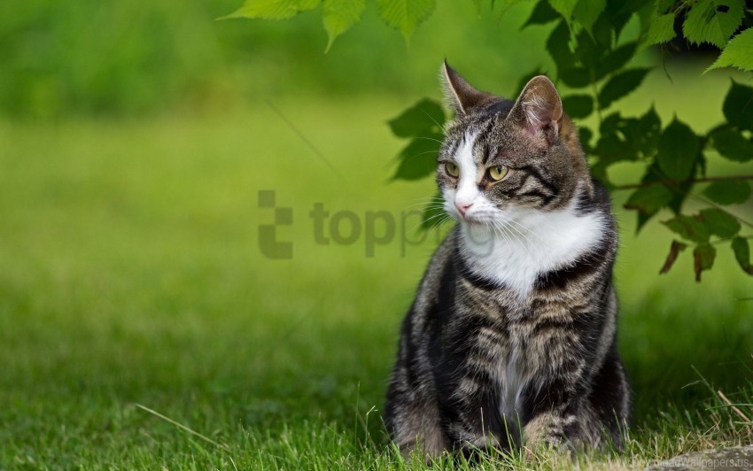 cat grass sit striped walk wallpaper Isolated Element in HighResolution Transparent PNG