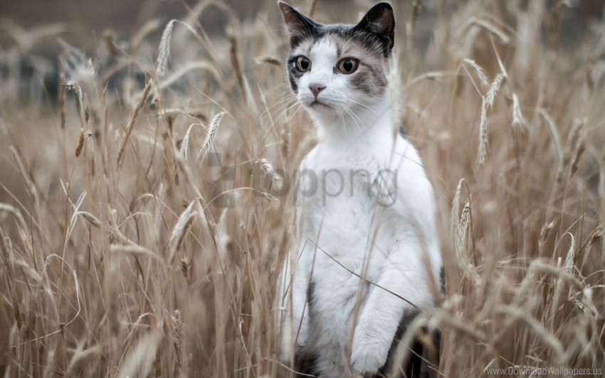 Cat Grass Standing Wallpaper Isolated Element On Transparent PNG