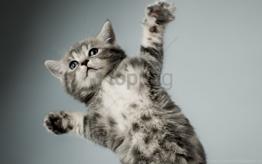 cat gray kitten paws white wallpaper Isolated Artwork in HighResolution PNG
