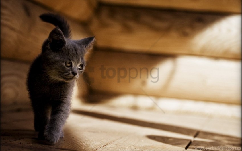 cat gray kitten sad wallpaper Isolated Character in Transparent Background PNG