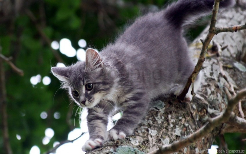 cat gray kitten trees walk wallpaper Isolated Element on HighQuality PNG