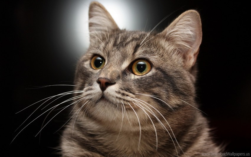 cat gray muzzle striped wallpaper Free PNG images with transparent layers compilation
