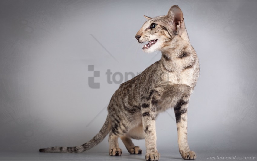 cat gray oriental cat wallpaper PNG images with no royalties