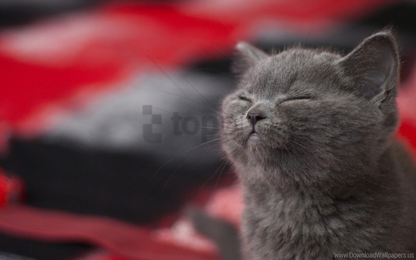 Cat Gray Sleeping Wallpaper Transparent PNG Images For Graphic Design