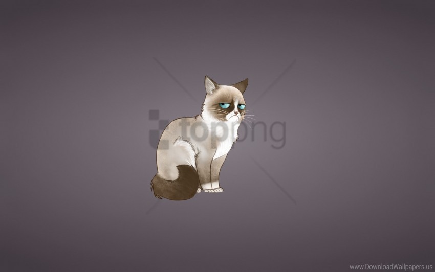 cat grumpy cat meme wallpaper PNG art