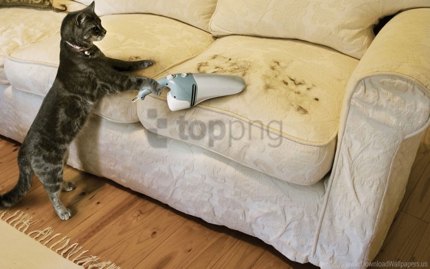 cat hair vacuum cleaner wallpaper HighResolution Transparent PNG Isolated Graphic