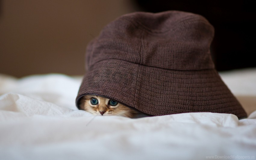 cat hat hide peep wallpaper PNG transparent photos for presentations