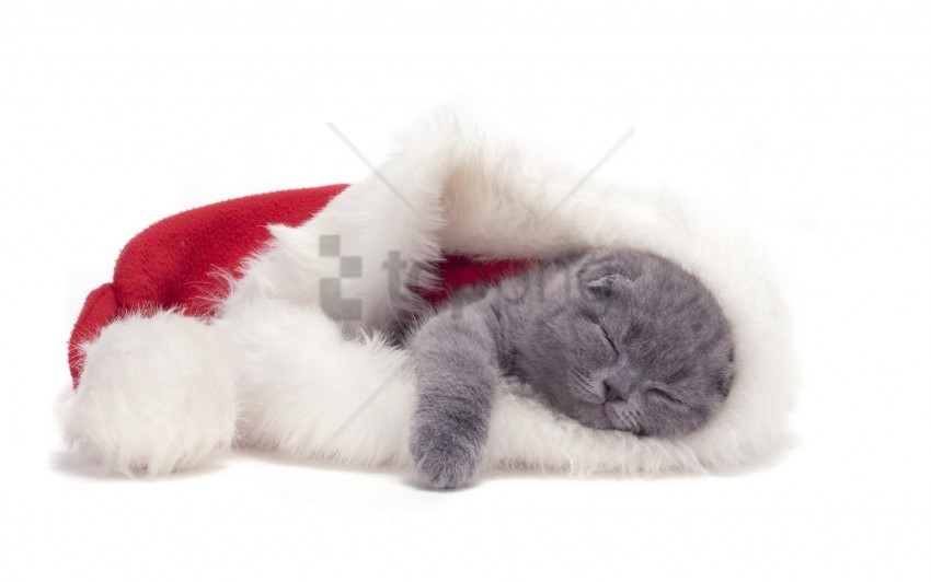 cat hat lie down sleep wallpaper Isolated Character on Transparent PNG