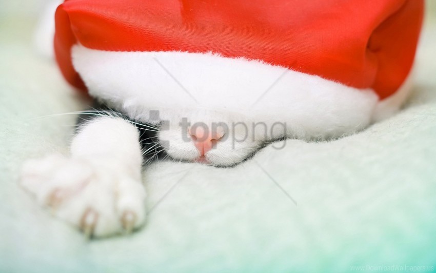 cat hat muzzle nose paw santa claus wallpaper PNG images without restrictions