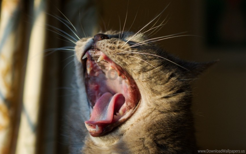 cat head mouth mustache yawning wallpaper PNG file with alpha