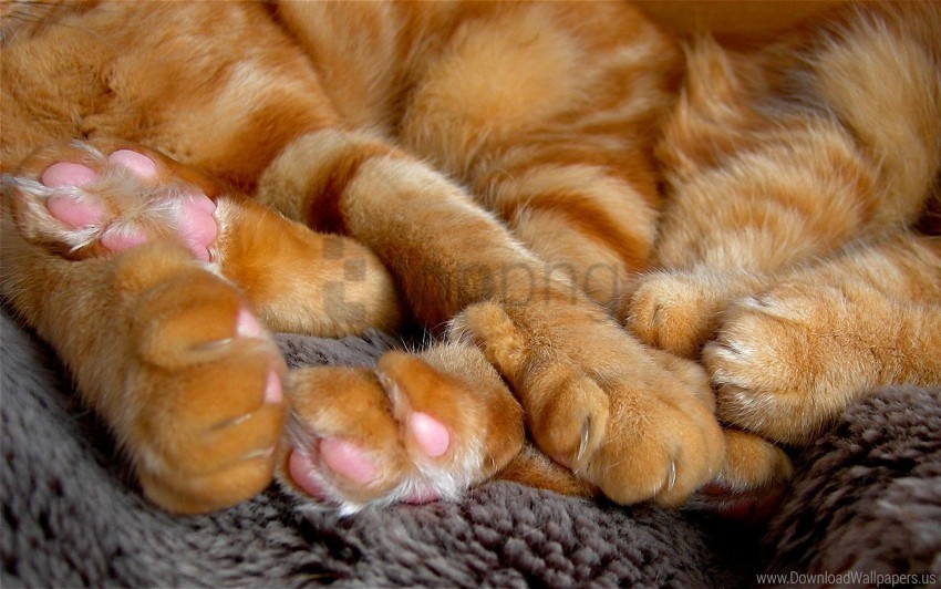 cat heel paw tenderness wallpaper PNG Graphic with Transparency Isolation