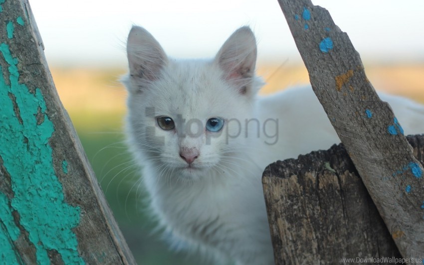 cat heterochromia muzzle white cat wallpaper High-resolution transparent PNG images comprehensive assortment