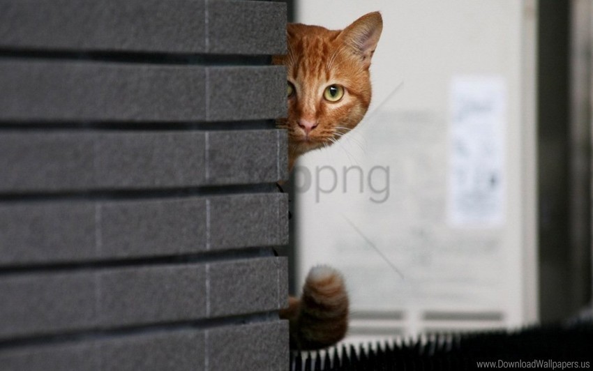 cat hide peek wall wallpaper PNG transparent photos vast variety
