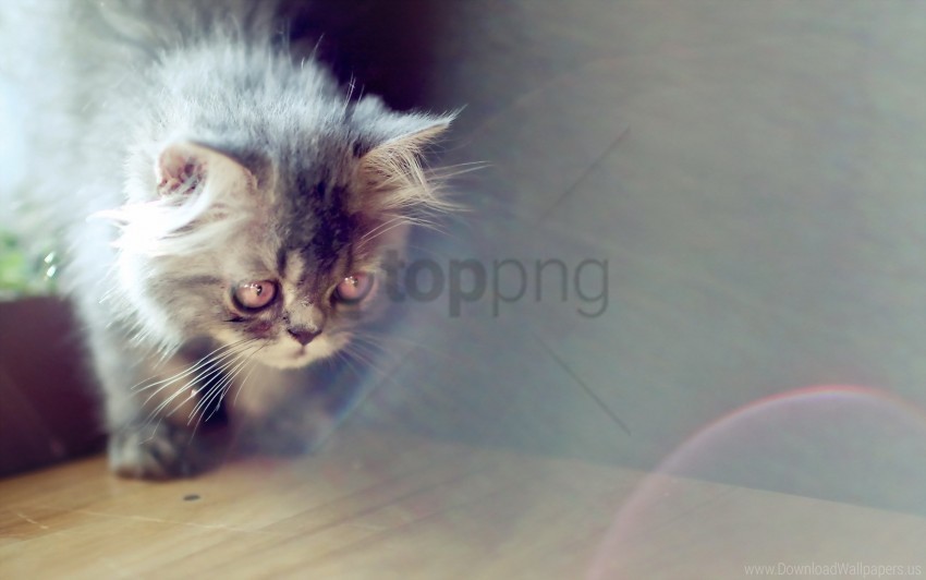 cat house light wallpaper Isolated Character in Clear Transparent PNG