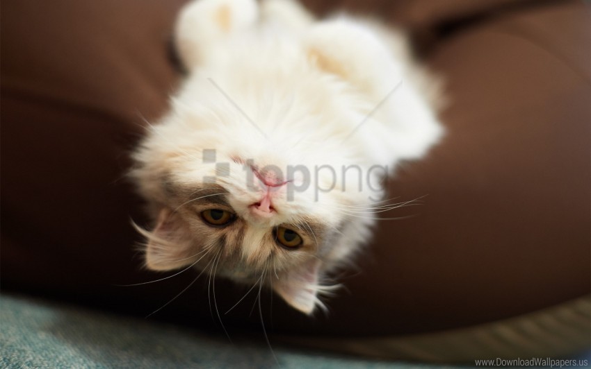 cat kitten lying down playful wallpaper Free download PNG images with alpha channel