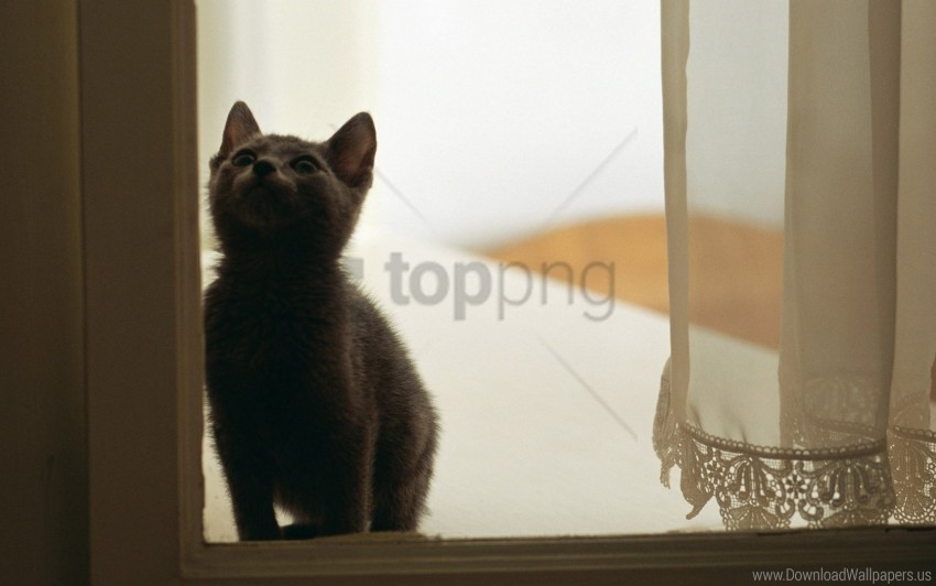 cat kitten tulle white window wallpaper HighQuality Transparent PNG Element