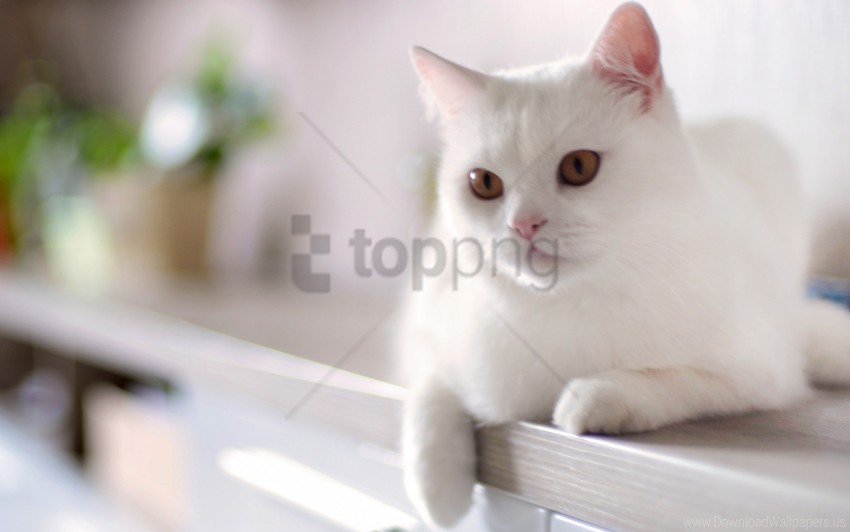 cat kitty sitting white wallpaper PNG files with transparent backdrop