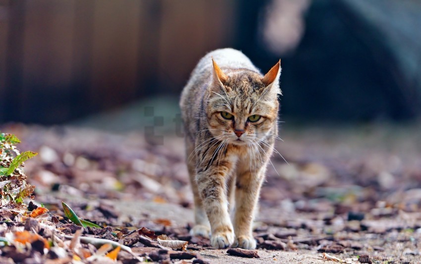 cat leaves thin walk wallpaper PNG images with no attribution