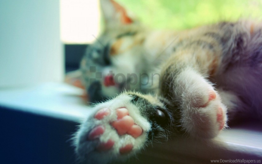 cat legs macro sleeping window sill wallpaper HighQuality Transparent PNG Element
