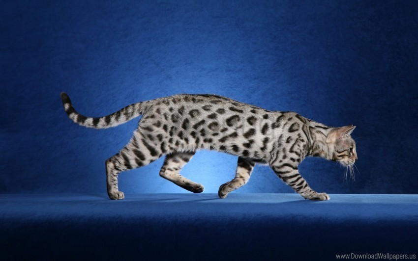 cat leopard coloring usher wallpaper PNG transparent photos vast variety