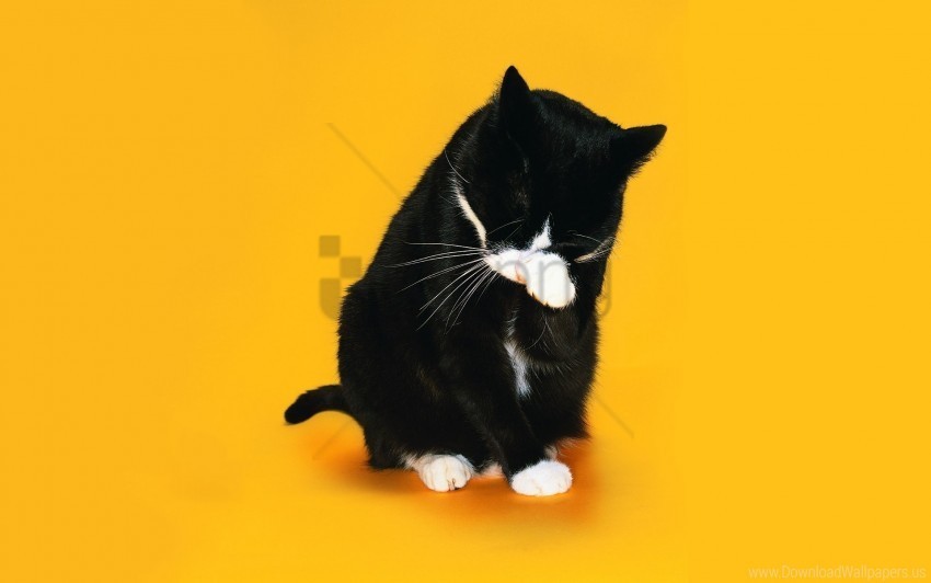 cat licking paw snout wallpaper Free PNG download