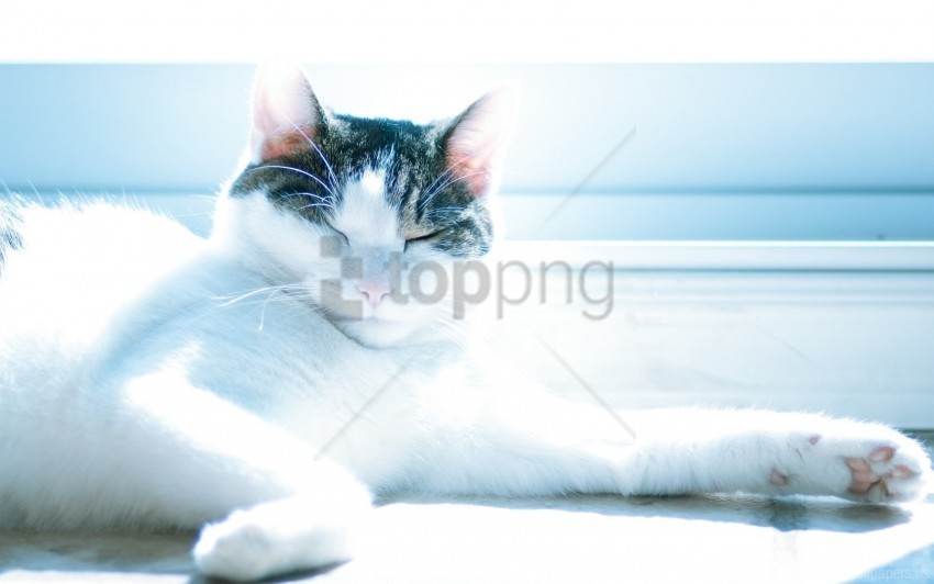 cat lie light look wallpaper PNG Graphic with Clear Background Isolation