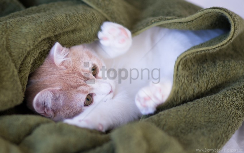 cat lie light playful towels wallpaper High Resolution PNG Isolated Illustration