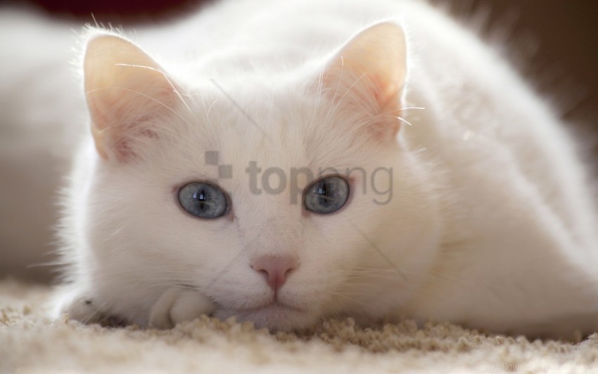 cat lie light white wallpaper Isolated Subject on HighQuality PNG