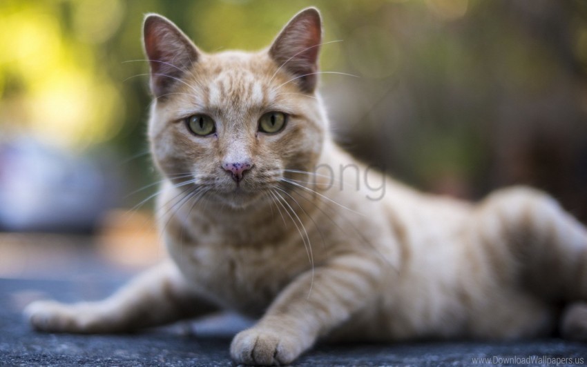 cat lie look tabby watch wallpaper PNG images with clear alpha channel