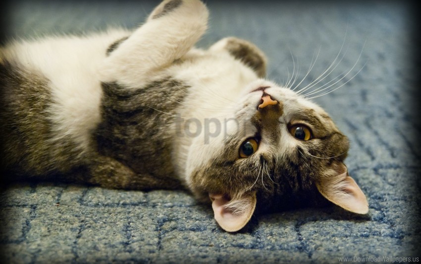 cat lie nice play wallpaper PNG free download transparent background