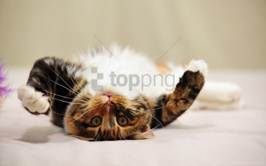 cat lie playful tabby wallpaper Transparent background PNG stock