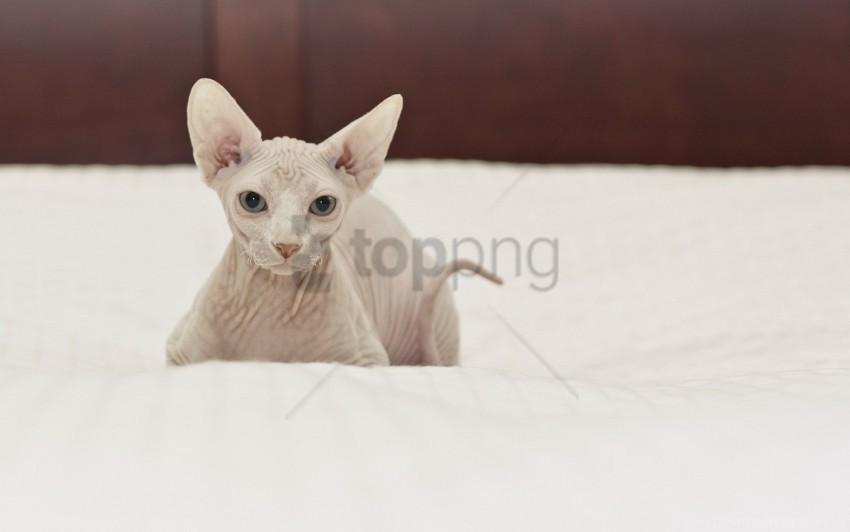 cat lie sphynx wallpaper Isolated Icon with Clear Background PNG