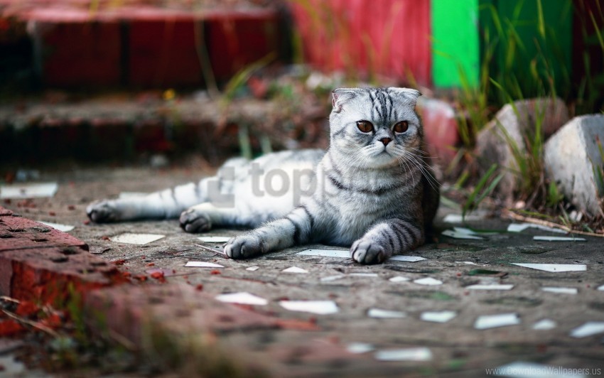 cat lie striped waiting wallpaper Transparent PNG Illustration with Isolation