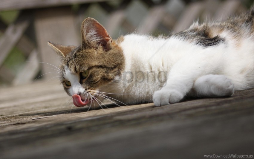 cat lie tongue wash wallpaper PNG images without BG