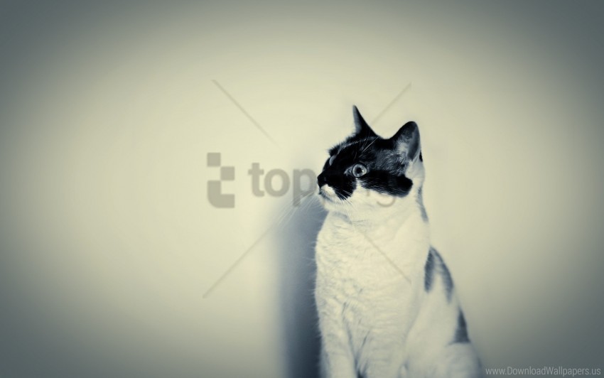 cat listening shadow sitting spotted wall wallpaper High-definition transparent PNG