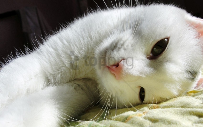 cat look lying wallpaper PNG Graphic Isolated on Transparent Background